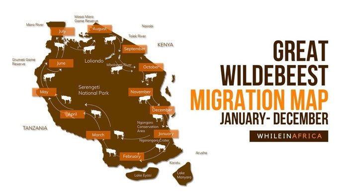Great Wildebeest migration